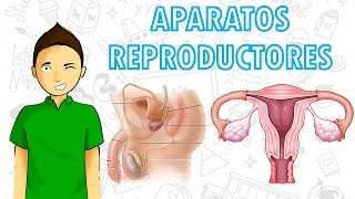 APARATOS REPRODUCTORES Para todos [upl. by Everara]