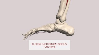 Flexor Digitorum Longus Function Toe Flexion 3d Animation [upl. by Assenev]