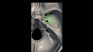 Skull Foramen amp Contents  Cranial Nerves amp their origin  Emissary Veins  3D Foramen Of Skull [upl. by Anilram]