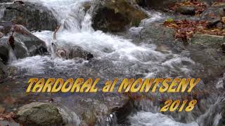 Tardoral al Montseny 4K [upl. by Phillis922]