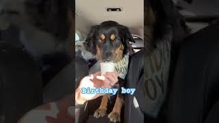 Padfoot’s birthday treat miniaussies shorts dogshorts aussie [upl. by Anahsak]