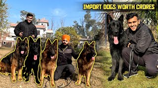 This Man have 20 Import German shepherd in India 😱 Engineer Kennel [upl. by Atnovart342]