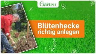 Blühende Hecken  Die besten Arten für einen farbenfrohen Garten [upl. by Malek]