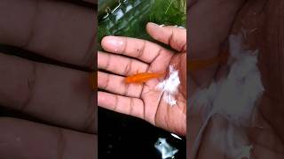 yellow beautiful mollies breeding aquariumfishfish trending video viral dialogue ytshorts [upl. by Ilke]