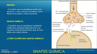 SINAPSIS NEURONAL [upl. by Fayette]