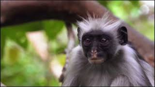 WILD LIFE documentary Endangered Animals [upl. by Atinele]