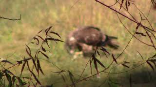 First week deer season Indiana public land [upl. by Erl]