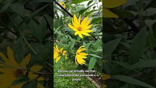 Helianthus tuberosus will brighten your day educational nativeplants permaculture nature [upl. by Also643]