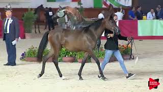 Italian Nationals 2019  Yearling Fillies Class 1B [upl. by Ainit]