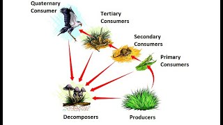 Introduction to Ecology [upl. by Judy414]