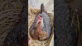 HARVESTING Eggs MY Amazing HEN 21 day hatching 🐣 [upl. by Eannej]