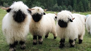 Valais Blacknose Sheep  World’s Cutest Sheep [upl. by Puritan]