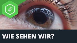 Auge  Wie sehen wir [upl. by Layol]