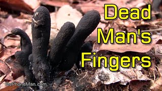 Dead Mans Fingers Fungus Xylaria Polymorpha  A Foragers Guide [upl. by Gun711]