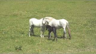 Andalusian mare with new foal meets stallion dad [upl. by Joao]