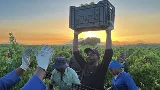 40th Villiera Cap Classique Harvest [upl. by Andros]