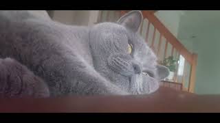 Caught The Cutest Chubbiest Cat Breathing Hard 😺 😴 cat heavybreathing chubbycat fat cute [upl. by Marybella]