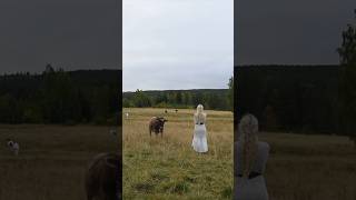 Calling the cows using ancient Nordic herdingcall  Kulning [upl. by Aitnauq]