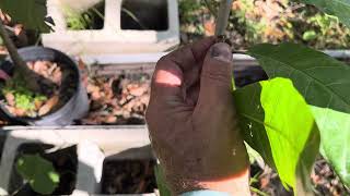 Mamey Sapote and Ross Sapote flowering in November [upl. by Ailefo]