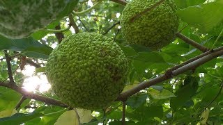 Maclura pomifera Mûrier du Texas medicinal plant [upl. by Lemor757]