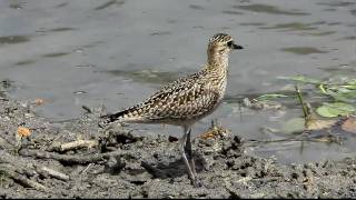 Pacific Golden Plover 3 FullHD JH1RNZ [upl. by Benildas]