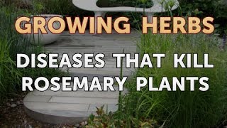 Diseases that Kill Rosemary Plants [upl. by Akemad]