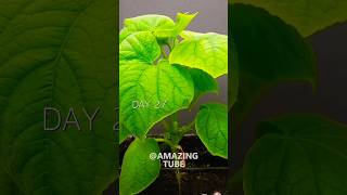 Growing Cucumber From Seed timelapse cucumber shorts [upl. by Anaeel]