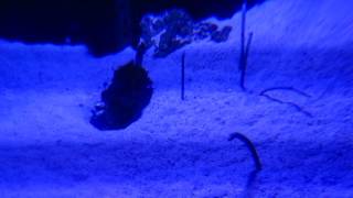 Spotted garden eels at the Pittsburg Zoo and PPG Aquarium [upl. by Alysoun]