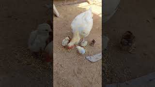 Cross breeding of white aseel hen and red aseel rooster [upl. by Etiuqal]