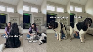 Differences Between My 2 Newfoundland Dogs When Getting Pets [upl. by Keligot940]