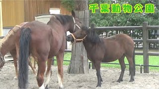 【千葉市動物公園】放牧中の馬 [upl. by Noramac701]