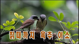 칡때까치thick billed shrike [upl. by Wynnie21]