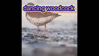 woodcock dancing to Nothing by Retroblue [upl. by Dionis819]