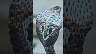 Hypnotizing Cobra petlove animals animallover snake snakes cobra viper cute animal model [upl. by Ard]