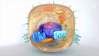 Decoding phosphorylation patterns in Dishevelled proteins [upl. by Atnas339]