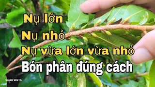 Bón phân cho mai vàng tháng 9 âm lịch [upl. by Eenhat]