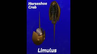 Horseshoe Crab crustacean animation [upl. by Phalan]