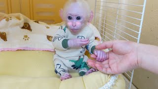 Poki monkey is so cute and warm in his new clothes Mom made him [upl. by Nylhsa]