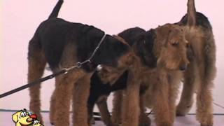 Airedale terrier parte 2 [upl. by Scibert730]