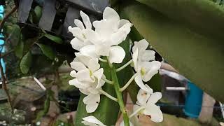 Rhynchostylis gigantea var Alba [upl. by Thierry]