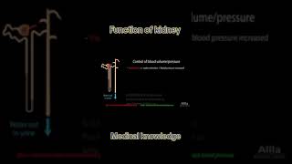 Physiology of Kidney [upl. by Yesdnil]