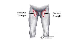 femoral triangleScarpas triangle [upl. by Ecnahs]