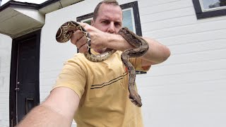 Ive been waiting for my Nicaraguan boa to finish shed May 24th 2023 [upl. by Ambrosia16]