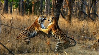 Tiger Cubs First Prey  David Attenborough  Tiger  Spy in the Jungle  BBC Earth [upl. by Siuqramed]