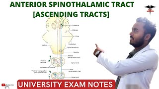 Anterior Spinothalamic Tract  Ascending Tracts  Spinal cord  CNS Physiology [upl. by Dougall509]