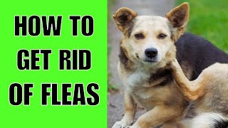 How To Get Rid Of Fleas On A Dog Step By Step [upl. by Aipotu]