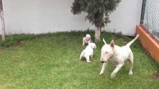 BULLDOG INGLES VS BULL TERRIER INGLES [upl. by Jacobson313]