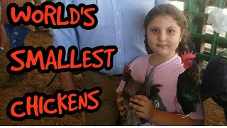 SERAMA CHICKENS  Worlds Smallest Chicken  Competition Table Top Show  Malay Ayam Serama [upl. by Anirrehs]