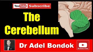 The Cerebellum Dr Adel Bondok [upl. by Ontina]