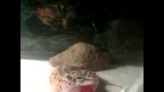 Leopard gecko yawning [upl. by Pate480]